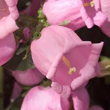 Champion Pink Campanula In 2020 Campanula Spring Plants Flowers