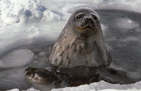 Antarctic Seals And Other Animals Antarctic Animals Animals Marine Mammals