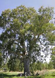Maybe you would like to learn more about one of these? Eucalyptus Camaldulensis Wikipedia
