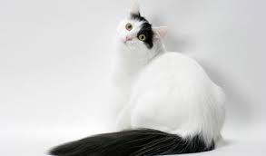 Turkish Van Cat Breed Information