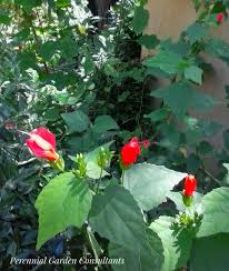 Marvelous Mallows for the Desert Garden