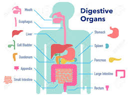 Most relevant best selling latest uploads. A Simple Illustration Of The Digestive System With Its Name For Royalty Free Cliparts Vectors And Stock Illustration Image 131512560