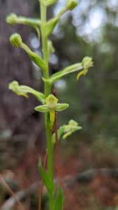 Image result for Habenaria disparilis