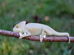 Image Result For High White Translucent Veiled Chameleon Veiled Chameleon Chameleons For Sale Albino Animals