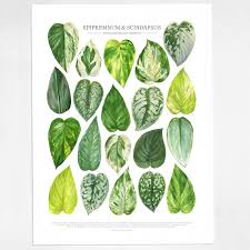 Send story ideas to tips@queenanneview.com. Pothos Varieties Print Epipremnum Scindapsus Species Id Guide Featuring 20 Watercolor Foliage Paintings Unframed Fine Art Print In 2021 Pothos Plant Cool Plants Plants