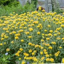 Image result for Phlomis fruticosa