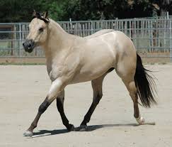 Black And White Paint Horses For Sale In Colorado Pin On Animals