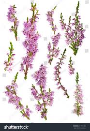 Set Of Heather Blossoms Isolated On White Background Heather Flower Scottish Flowers Scottish Tattoos