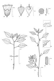 Image result for Physalis lagascae