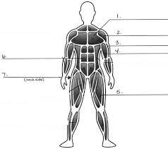 With the help of a diagram in this article, let us understand the function of this system, and the organs that constitute it. 25 Diagram Of The Muscular System Markcritz Template Design Muscular System Human Body Muscles Muscular System Labeled