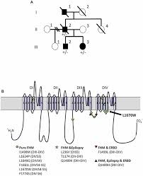 Frontiers Gain Of Function For The Scn1a Hnav1 1 L1670w