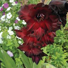 Image result for Gladiolus pretoriensis