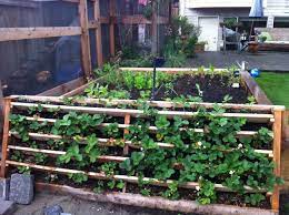 Adding berries to my edible landscaping project was always a major goal. Pin On Growing Strawberries
