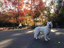 Maybe you would like to learn more about one of these? Carleton Court Dog Park Home Facebook