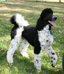 Black And White Standard Poodle Puppies For Sale Tazer Black White Irish Tuxedo Parti Poodle Parti Poodle Cute Dogs Poodle Dog