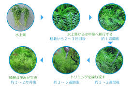 4 水草の育て方 水草動画ブログ