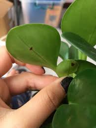 Maybe you would like to learn more about one of these? Help Peperomia Obtusifolia Brow Spot On Leaves Gardening Forums