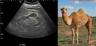 They have an unrivaled capacity to endure long periods without water. Nephropocus Twitterissa Pocus Nephpocus Impocus Don T Jump Its Just A Hump Dromedary Hump Prominent Focal Bulge On The Lateral Border Of The Left Kidney Caused By Splenic Impression Which Can Mimic
