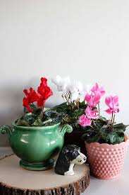 As the cyclamen enters its dormancy stage, the flowers drop and the leaves turn yellow. Cyclamen Care How To Grow Indoor Cyclamen House Of Hawthornes