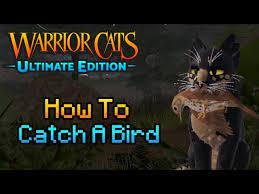 WCUE: How To Catch A Bird - YouTube