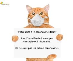 La péritonite infectieuse féline (pif) est une maladie infectieuse des félidés due à un coronavirus félin, dont le pronostic est presque toujours fatal. Le Coronavirus Felin Est Un Clinique Veterinaire Hermes Facebook