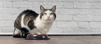 As true (obligate) carnivores, cats have virtually zero natural carbohydrate requirement. The Best Wet Cat Food Review In 2021 Pet Side