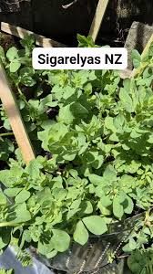 Image result for Lotononis bainesii