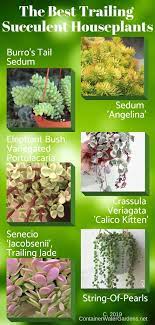 Pachyphytum is a small genus of succulents in the crassulaceae family, native from mexico, lands at 600 to 1,500 metres (2,000 to 4,900 ft) high. Easy D I Y Hanging Succulent Garden Container Water Gardens