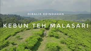 Kamu bisa menyesuri perkebunan yang dibangun pada masa kolonial belanda ini. Wisata Bogor Perjalanan Menuju Kebun Teh Malasari Youtube