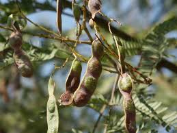 Image result for Acacia goetzei