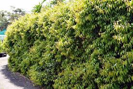 Image result for Xymalos