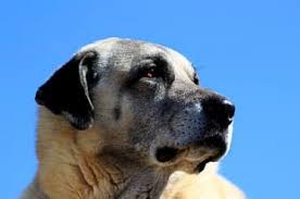 Everything You Need To Know About The Kangal Animalso