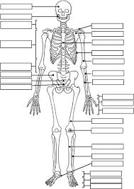 Skeleton Label Worksheet With Answer Key Anatomy And Physiology Anatomy Coloring Book Human Anatomy And Physiology