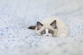 Beautiful cute ragdoll cat with beautiful light blue eyes, looking directly at the camera. 7 Facts About Ragdoll Cats Mental Floss