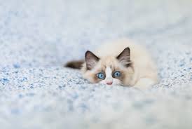 Beautiful cute ragdoll cat with beautiful light blue eyes, looking directly at the camera. 7 Facts About Ragdoll Cats Mental Floss