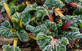 Damit ihr garten über die wintermonate keinen schaden nimmt, sind im herbst noch einige aufgaben zu erledigen. 11 Gemuse Die Du Im Oktober Noch Saen Und Pflanzen Kannst Wurzelwerk