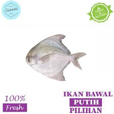Ikan bawal merupakan ikan air tawar yang berasal dari amerika selatan. Ikan Bawal Hitam Laut Segar Ikan Bawal Putih Laut Segar Ikan Laut Segar Seafood Segar 500gr Shopee Indonesia