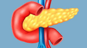 It is formed of basically 2 parts: The Pancreas Anatomy Function And Disorders Everyday Health