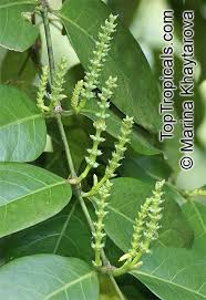 Image result for Gnetum africanum