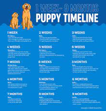 They may begin to sleep through the night without accidents or potty breaks. Puppy Growth Chart By Month Breed Size With Faq All You Need To Kn Innovet Pet