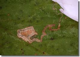 Image result for Stigmella samiatella