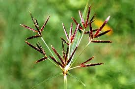 Image result for Cyperus sp.no.7