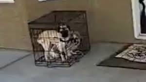 Learn about potential gallbladder removal (cholecystectomy) side effects. Petition Remove Animals From Aaron Carter S Care Change Org