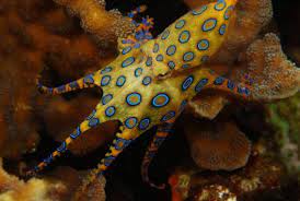 dunyanin en tehlikeli ve olumcul 10 hayvani poisonous animals blue ringed octopus octopus