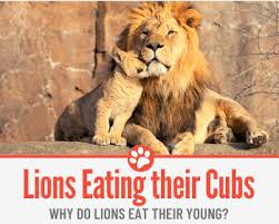 Do Lions Eat Their Young Cubs
