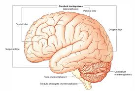 Image result for Parietal Lobe
