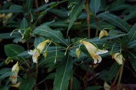 Image result for Impatiens kagamei