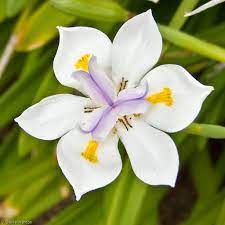 This is my first year ordering from them and i just had to write this review to say how i planted both the iris society irises and the ones from wild iris rows. Wild Iris Dietes Grandiflora Iris Flowers Flowers Perennials Flower Seeds