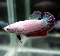 He was so worth it to me. Betta Beauties Week Of March 4 2015 Bettasmart