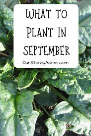 Many large farms have had trouble making a profit in the past few. 5 Crops You Can Still Plant In September Our Stoney Acres Fall Garden Vegetables Garden Veggies Plants